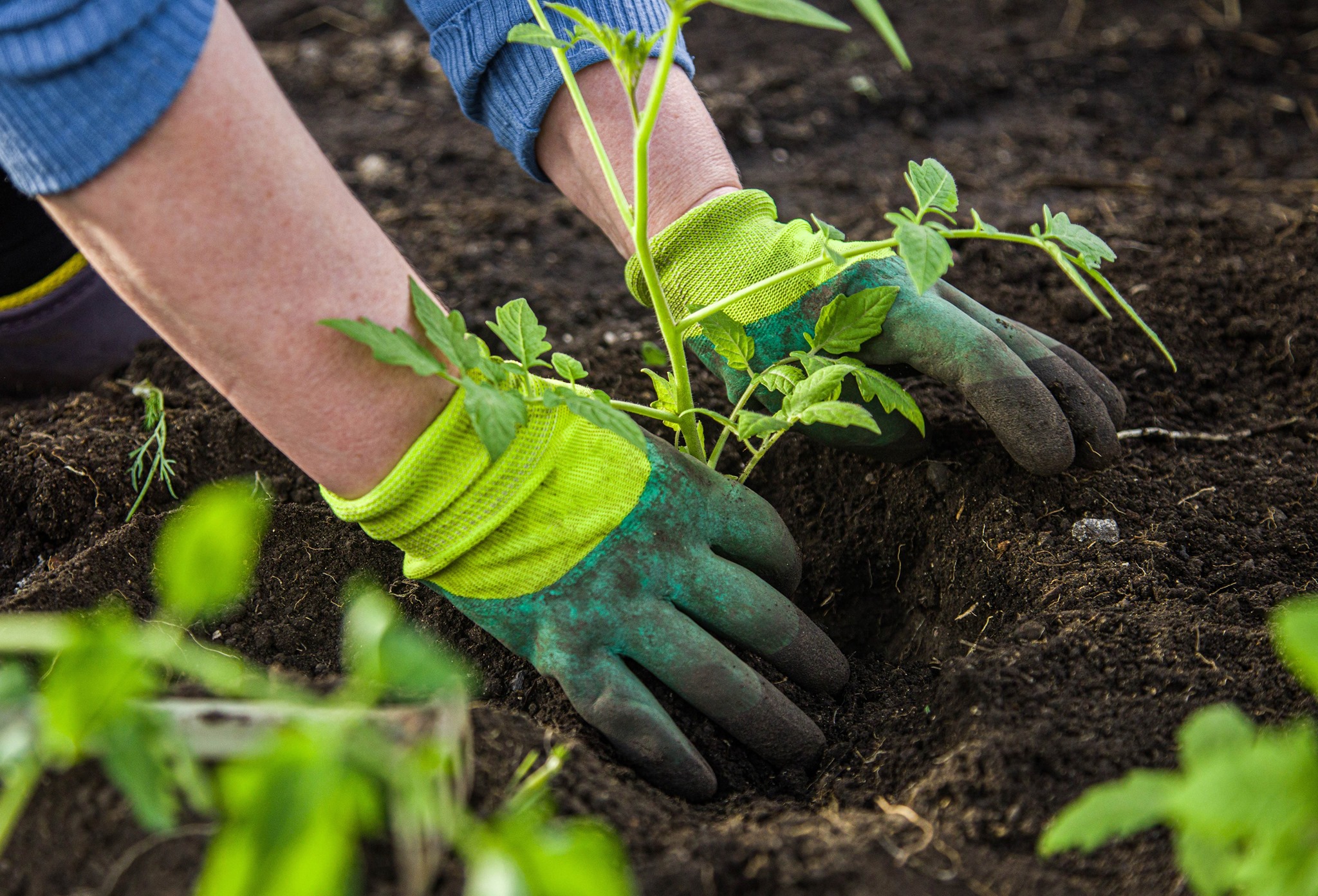 Ontario’s Local Food Revolution